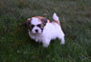 ACA Registered Shih Tzu For Sale Millersburg OH Male-Tyler