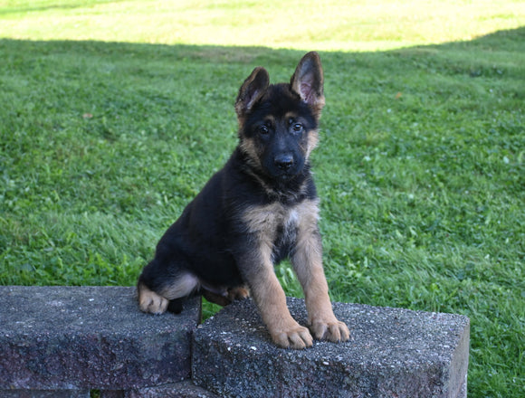 AKC Registered German Shepherd For Sale Millersburg OH Male-Camden