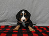 Mini F1B Bernedoodle For Sale Millersburg OH Male-Dallas
