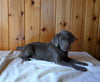 AKC Registered Labrador Retriever For Sale Fredericksburg OH Male-Chief