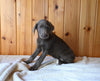 AKC Registered Labrador Retriever For Sale Fredericksburg OH Male-Chief