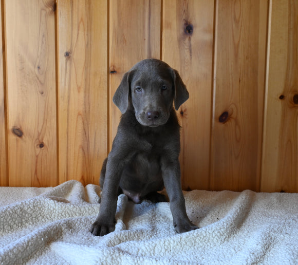 AKC Registered Labrador Retriever For Sale Fredericksburg OH Male-Chief