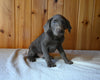 AKC Registered Labrador Retriever For Sale Fredericksburg OH Male-Apollo