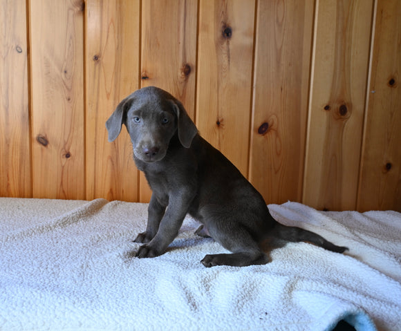 AKC Registered Labrador Retriever For Sale Fredericksburg OH Male-Apollo