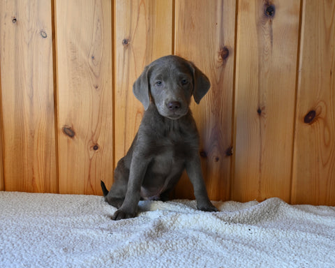 AKC Registered Labrador Retriever For Sale Fredericksburg OH Male-Hunter