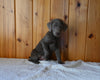 AKC Registered Labrador Retriever For Sale Fredericksburg OH Male-Hunter