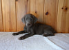 AKC Registered Labrador Retriever For Sale Fredericksburg OH Male-Hunter