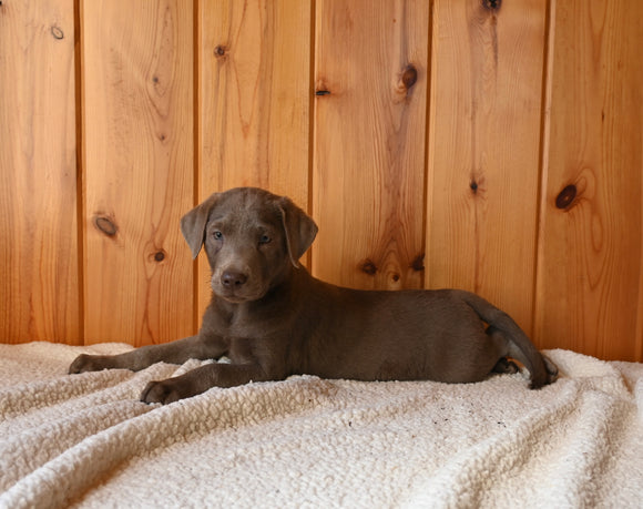 AKC Registered Labrador Retriever For Sale Fredericksburg OH Male-Bruno