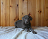 AKC Registered Labrador Retriever For Sale Fredericksburg OH Male-Bruno