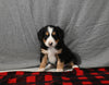 Mini F1B Bernedoodle For Sale Millersburg OH Female-Destiny