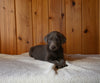 AKC Registered Labrador Retriever For Sale Fredericksburg OH Male-Bruno