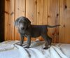 AKC Registered Labrador Retriever For Sale Fredericksburg OH Female-Hope