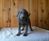 AKC Registered Labrador Retriever For Sale Fredericksburg OH Female-Hope