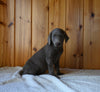 AKC Registered Labrador Retriever For Sale Fredericksburg OH Female-Hope