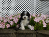 Mini F1B Aussiedoodle For Sale Applecreek OH Male-Romeo