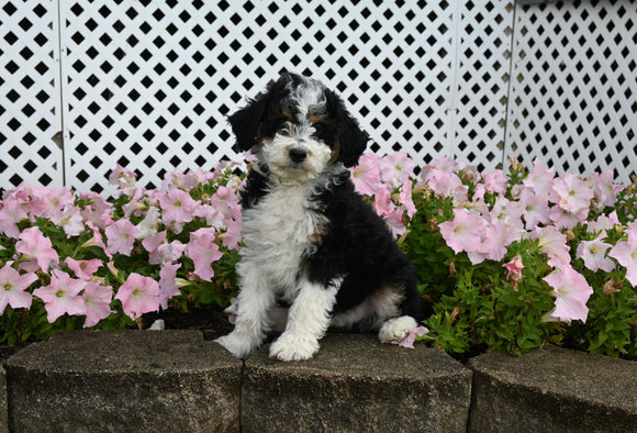 Mini F1B Aussiedoodle For Sale Applecreek OH Male-Romeo