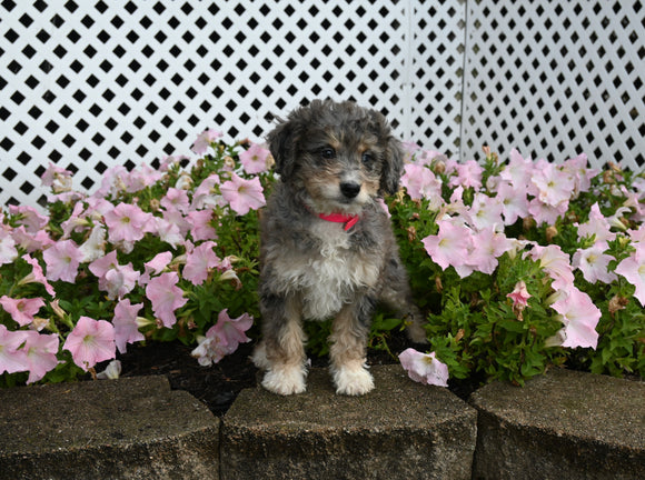 Mini F1B Aussiedoodle For Sale Applecreek OH Female-Rosy