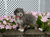 Mini F1B Aussiedoodle For Sale Applecreek OH Female-Rosy