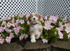 Mini F1B Aussiedoodle For Sale Applecreek OH Male-Rudy