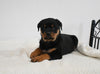 AKC Registered Rottweiler For Sale Fredericksburg OH Male-Shadow