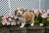 Mini F1B Aussiedoodle For Sale Applecreek OH Male-Rudy