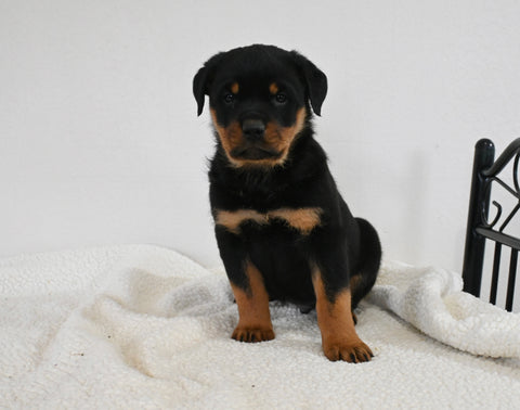 AKC Registered Rottweiler For Sale Fredericksburg OH Male-Shadow