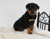 AKC Registered Rottweiler For Sale Fredericksburg OH Male-Shadow