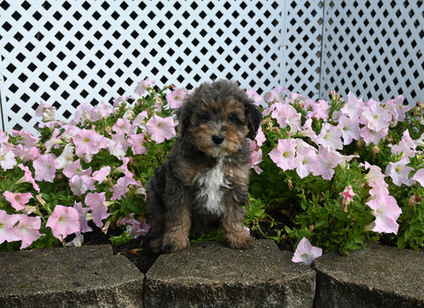 Mini F1B Aussiedoodle For Sale Applecreek OH Male-Ronnie