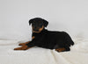 AKC Registered Rottweiler For Sale Fredericksburg OH Female-Haley