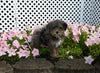 Mini F1B Aussiedoodle For Sale Applecreek OH Male-Ronnie