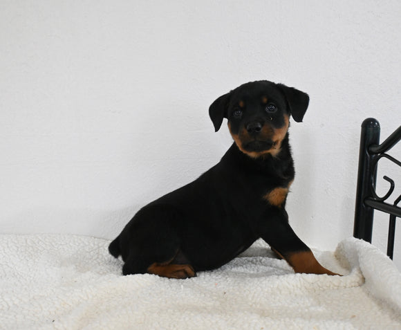 AKC Registered Rottweiler For Sale Fredericksburg OH Female-Haley