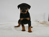 AKC Registered Rottweiler For Sale Fredericksburg OH Female-Haley