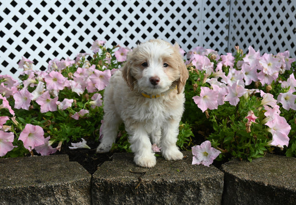 Mini F1B Aussiedoodle For Sale Applecreek OH Male-Ricky