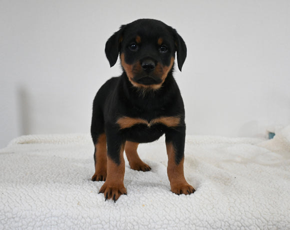 AKC Registered Rottweiler For Sale Fredericksburg OH Female-Sophie