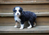 Border Collie For Sale Warsaw OH Female-Queenie