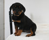 AKC Registered Rottweiler For Sale Fredericksburg OH Female-Sophie