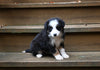 Border Collie For Sale Warsaw OH Female-Queenie