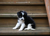 Border Collie For Sale Warsaw OH Female-Sadie