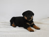 AKC Registered Rottweiler For Sale Fredericksburg OH Male-Logan
