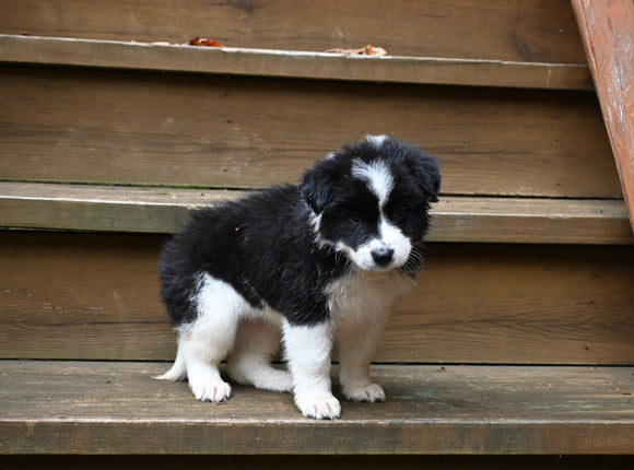 Border Collie For Sale Warsaw OH Female-Sadie