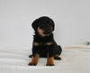 AKC Registered Rottweiler For Sale Fredericksburg OH Male-Murphy