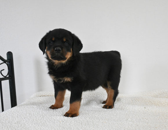 AKC Registered Rottweiler For Sale Fredericksburg OH Male-Murphy