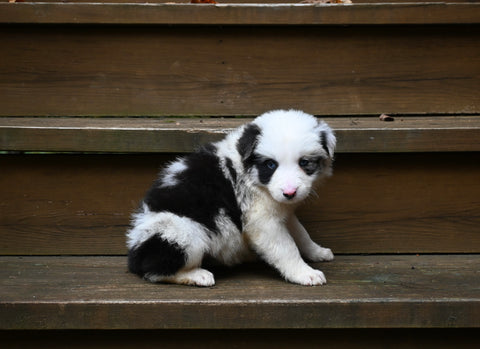 Border Collie For Sale Warsaw OH Female-Penny