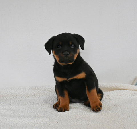 AKC Registered Rottweiler For Sale Fredericksburg OH Female-Indy