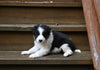 Border Collie For Sale Warsaw OH Male-Max