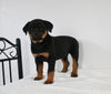 AKC Registered Rottweiler For Sale Fredericksburg OH Female-Indy