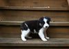 Border Collie For Sale Warsaw OH Male-Max