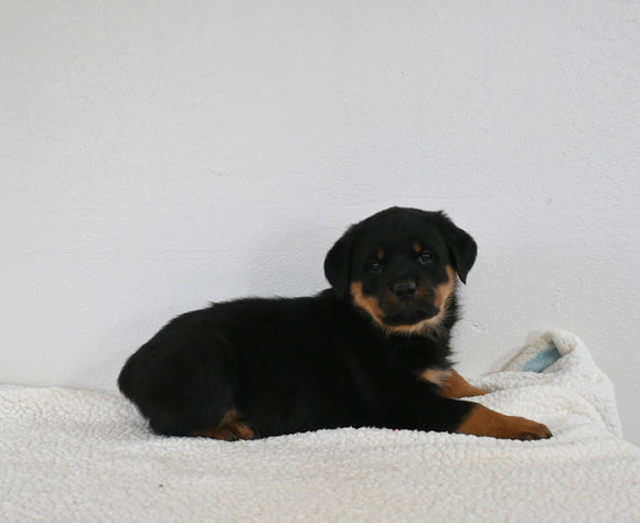 AKC Registered Rottweiler For Sale Fredericksburg OH Male-Max