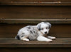 Border Collie For Sale Warsaw OH Male-Blu