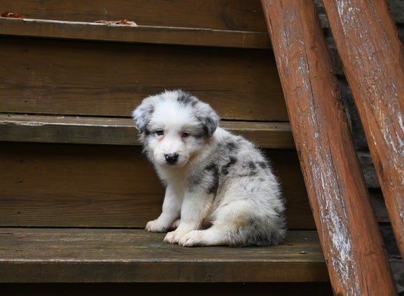 Border Collie For Sale Warsaw OH Male-Blu